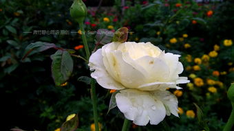 描寫水中月影的詩句,描寫月光月影的詩句,描寫月影的古代詩句