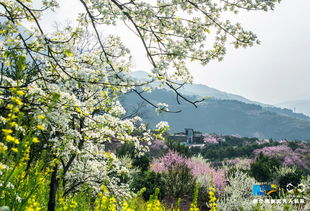 關于發(fā)春的詩句