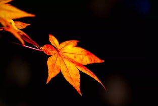 關(guān)于風(fēng)吹樹(shù)葉的詩(shī)句古詩(shī)