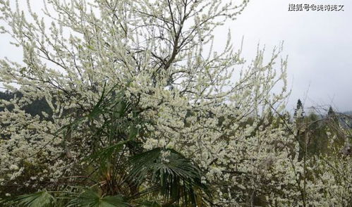 關(guān)于桃李的唯美詩(shī)句