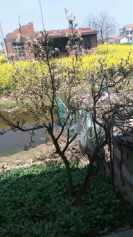 寫兩首關于景物的詩句