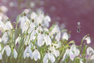 小暑,詩句,描寫