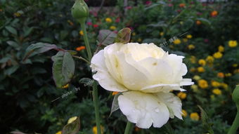 關(guān)于描寫月影的詩句