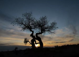 陶淵明關(guān)于安貧樂道的詩句,表達(dá)安貧樂道的詩句,君子安貧樂道的詩句