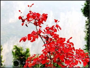 關(guān)于紅葉的詩句古詩詞