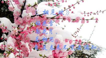 古詩文中含有花的詩句