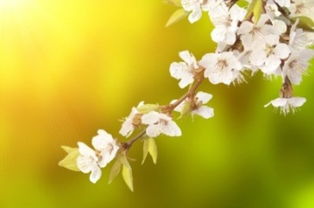 關(guān)于描寫(xiě)春天的古詩(shī)句有哪些,描寫(xiě)春天美景的古詩(shī)句,描寫(xiě)春天的古詩(shī)句有哪些兩句