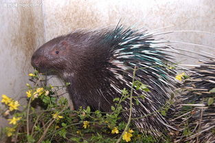 關(guān)于毫豬的詩(shī)句