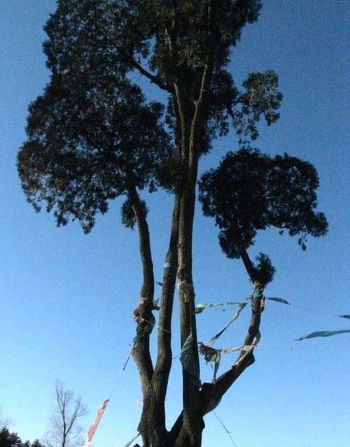 關(guān)于松的詩句和意思是什么