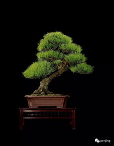 關(guān)于松樹(shù)代表長(zhǎng)壽的詩(shī)句