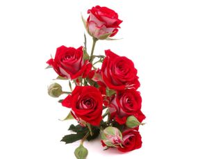 古代關(guān)于玫瑰的詩句