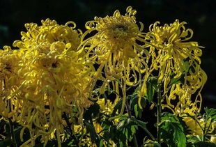 關于秋天揚州的詩句