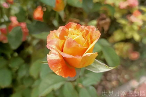 關于月季花的詩句古詩