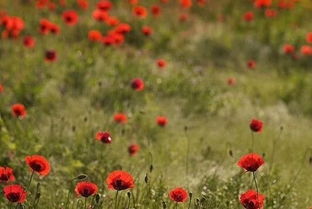 黃玫瑰的詩句古詩