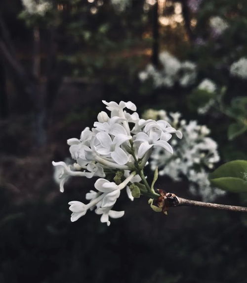 關(guān)于白丁香的詩句