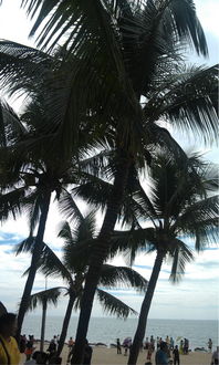 關(guān)于海浪椰風(fēng)的詩(shī)句