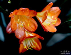 贊美君子蘭的詩句古詩