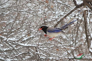關于鳥兒在雪中的詩句