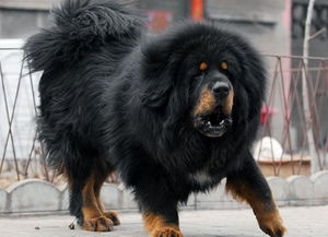 詩(shī)句,藏獒,古代