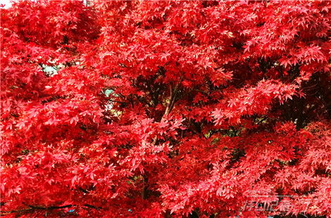 描寫楓林晚景的詩(shī)句,描寫楓林盡染的詩(shī)句,描寫深秋楓林美景的詩(shī)句