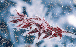 關(guān)于雪與月的詩句有哪些