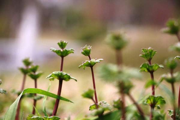 描寫春天關(guān)于花的詩句古詩大全,描寫春天櫻花的詩句古詩,描寫春天小草的詩句古詩