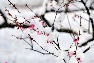 描寫冬天梅花的詩(shī)句古詩(shī)大全,描寫冬天荷花的詩(shī)句古詩(shī)大全,小學(xué)描寫冬天的詩(shī)句古詩(shī)大全300首
