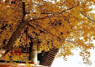 表達(dá)愁緒的古詩句