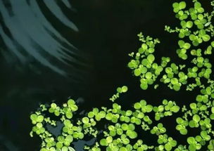 關(guān)于夏天雨水的詩句