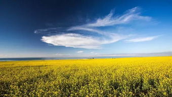 關(guān)于青海美景詩句