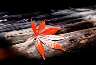 關(guān)于愛(ài)情失望的古詩(shī)句