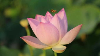 晚荷的詩句古詩,寫荷的詩句古詩,含有荷的詩句古詩