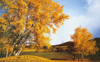 描寫秋天的千古詩句,描寫秋天的詩句千古名句,白居易描寫秋天的詩句千古佳句