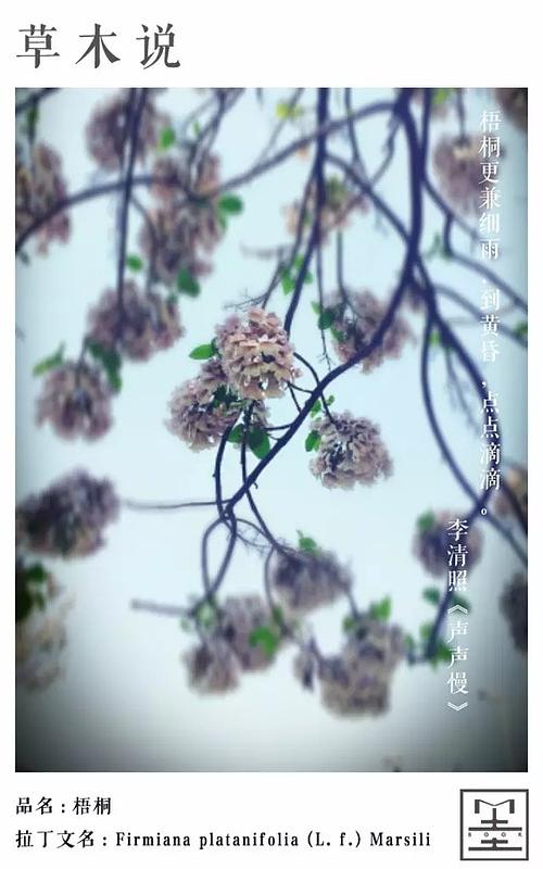 關(guān)于愁的詩句梧桐