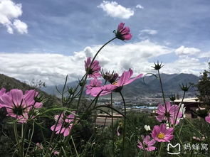 關(guān)于生命美麗的詩句