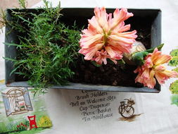 養(yǎng)花愉悅心情的詩句,形容心情愉悅的詩句,養(yǎng)花使人心情愉悅