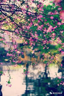 詩(shī)句,落花,大全