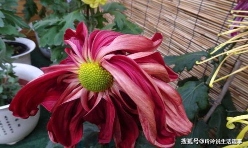 描寫三月桃花雨的古詩句