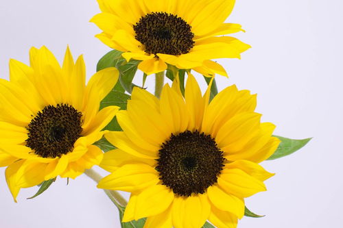 關于半支蓮花的古詩句