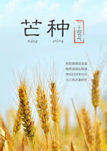 關(guān)于芒種節(jié)氣的詩(shī)句