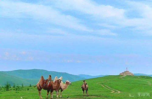 關(guān)于內(nèi)蒙古羊的詩句