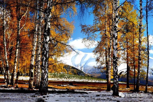 關于白樺林的詩句