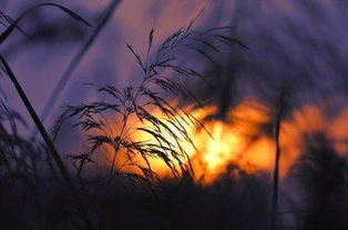 思鄉(xiāng),古詩,詩句,秋天