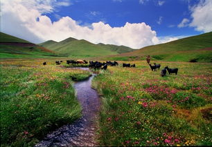 草山,古詩詞,詩句,大海