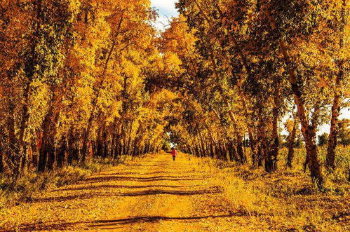 關(guān)于秋天現(xiàn)代的詩句