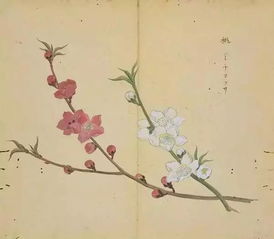 詩經(jīng)中關(guān)于花草的詩句