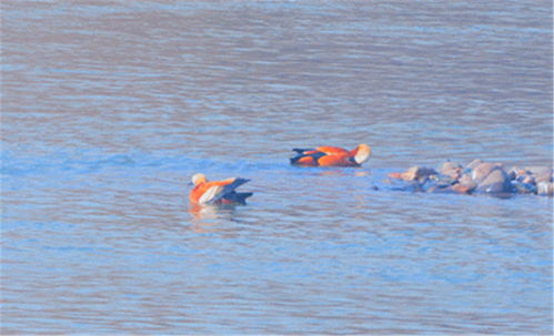 與人,湖面,詩句,鴨子