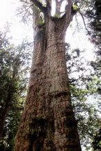 關(guān)于描寫古樹的詩句