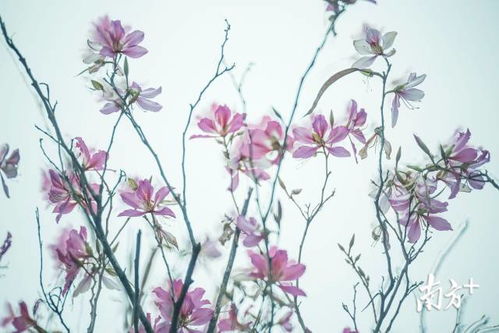 關(guān)于春花圖的詩(shī)句古詩(shī)