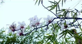 樹下有一個人的古詩句